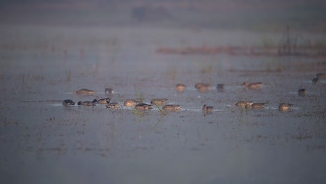 Flock-of-Ducks-in-misty-morning