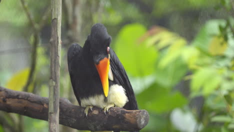 Nashornvogel-Im-Vogelparadies-In-Mandai,-Singapur