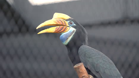 Faltiger-Nashornvogel-Im-Vogelparadies-In-Mandai,-Singapur