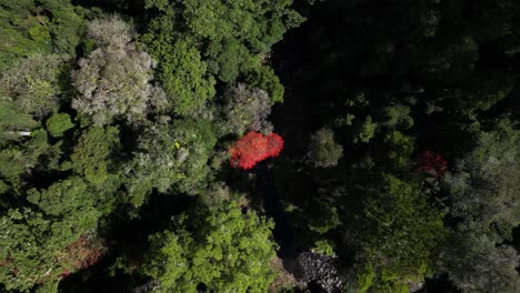 Descendiendo-Lentamente-Sobre-Un-árbol-Rojo-Llama-Junto-A-Un-Arroyo-En-Un-Bosque-Verde