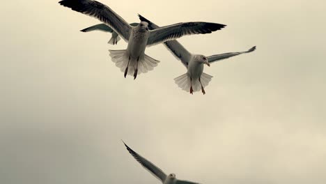 Seagulls-flying-in-the-sky,-the-flock-of-birds-flying-against-a-cloudy-sky-backdrop,-majestic-slow-motion,-and-cinematic-bird-capture