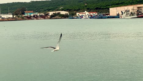 The-slow-motion-glide-of-a-seagull-over-the-water-surface-with-small-shops-in-the-background,-captured-during-the-daytime-in-a-bay-area-atmosphere