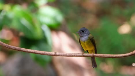 Seen-on-a-vine-as-the-camera-zooms-out-from-the-right-of-the-frame-while-the-bird-looks-down-and-around,-Gray-headed-Canary-Flycatcher-Culicicapa-ceylonensis,-Thailand