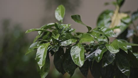 Mandarin-tree-leaves,-4k-UHD