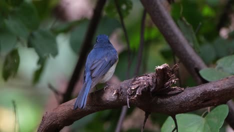 Perched-on-a-branch-as-the-camera-zooms-out-as-it-looks-to-the-left,-Indochinese-Blue-Flycatcher-Cyornis-sumatrensis-Male,-Thailand