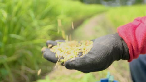 Hand-holding-yellowed-rice-grains