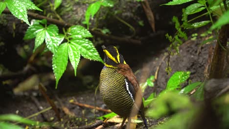 javan-banded-pitta-bird-with-its-beak-exposed-to-wet-ground-after-it-rained