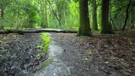 Low-flight-along-woodland-path-in-Spring-with-fallen-tree-crossing-path-vibrant-colours-of-foliage-coming-into-leaf