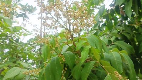 Mango-tree-flowers-are-covered-in-insects