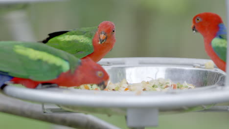 King-Parrot-at-Bird-Paradise-in-Mandai,-Singapore