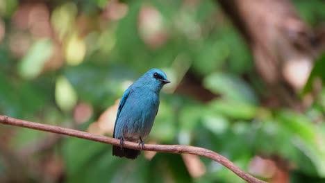 Camera-slides-and-zooms-out-revealing-this-lovely-male-Verditer-Flycatcher-Eumyias-thalassinus,-Thailand