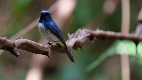 Camera-pans-and-zooms-out-as-this-birds-perches-on-this-vine,-Hainan-Blue-Flycatcher-Cyornis-hainanus,-Thailand
