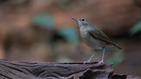 Standing-on-a-log-on-the-right-side-then-moves-to-the-left-quickly-facing-the-camera,-Siberian-Blue-Robin-Larvivora-cyane-Female,-Thailand
