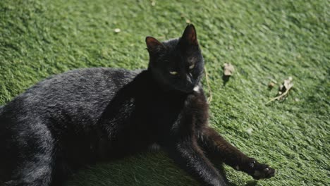 Schöne-Schwarze-Katze-Im-Garten