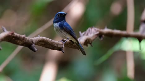 Vista-Lateral-De-Este-Pájaro-Azul-Y-Blanco-Súper-Encantador-Que-Mira-Hacia-La-Izquierda-Y-Hacia-Atrás-Cuando-La-Cámara-Se-Aleja,-Papamoscas-Azul-De-Hainan-Cyornis-Hainanus,-Tailandia