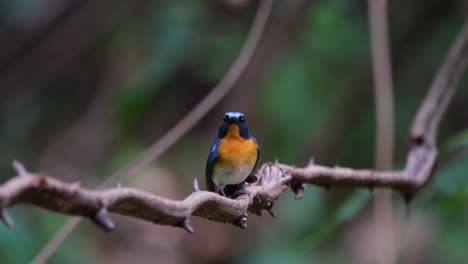 Perched-on-a-thorny-vine-looking-towards-the-camera-and-then-flies-away-to-the-right,-Indochinese-Blue-Flycatcher-Cyornis-sumatrensis-Male,-Thailand