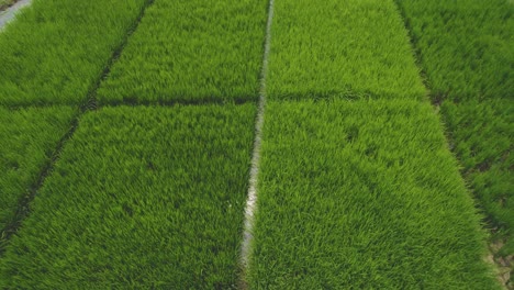 Flug-über-Reisfelder-In-Südamerika