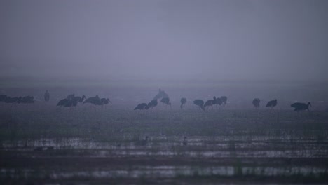 The-Flock-of-Black-Storks-Feeding-in-wetland-in-Fogy-Morning