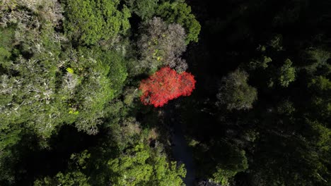 Aufsteigend-Von-Einem-Leuchtend-Rot-Blühenden-Baum-Neben-Einem-Fließenden-Bach-In-Einem-Wald-Voller-Grün