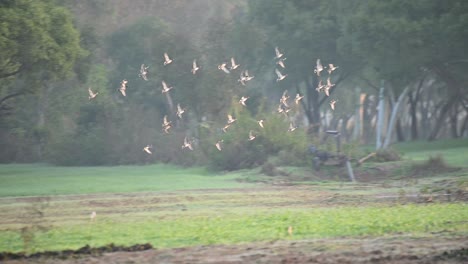 Flock-of-Ducks-Flying-in-Morning