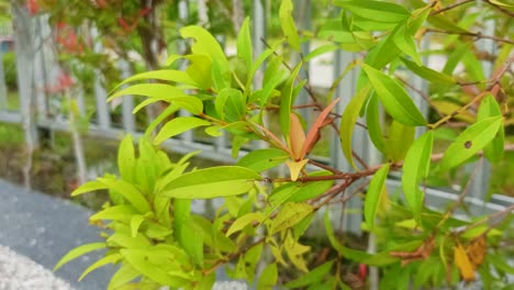 Syzygium-Oleana-Pflanze-Im-Garten