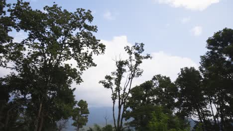 Bosque-Natural-En-La-Zona-Rural-De-Nepal