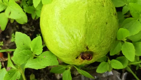 close-up-of-guava-fruit-4k