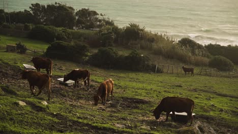 Cows-grazing-on-green-grass-near-beautiful-sea-during-sunset,-tilt-down-view