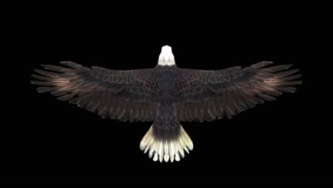 An-american-bald-eagle-fly-glide-on-black-background-with-alpha-channel-included-at-the-end-of-the-video,-3D-animation,-top-view,-animated-animals,-seamless-loop-animation