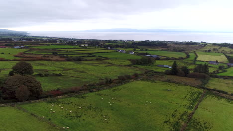 Slow-moving-drone-shot-over-a-lush-green-pasture-with-sheep-grazing-in-Donegal,-Ireland