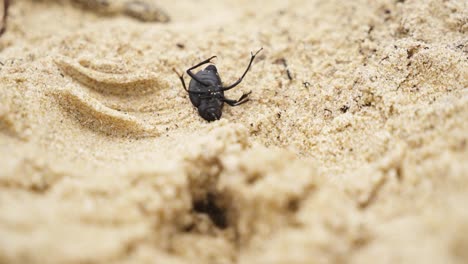 Struggle-of-insect-upside-down-to-survive-on-sandy-surface