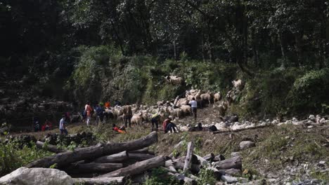 Nepal-villagers-herding-sheep-through-remote-woodland