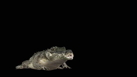 A-crocodile-walk-on-black-background-with-alpha-channel-included-at-the-end-of-the-video,-3D-animation,-perspective-view,-animated-animals,-seamless-loop-animation
