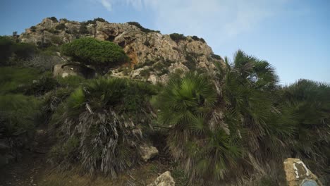 Palm-trees-and-rocky-cliff-of-Estepona-on-windy-day,-tilt-up-and-down-view
