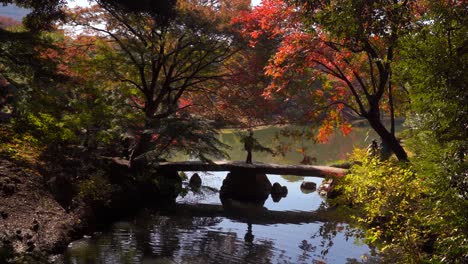 Hermoso-Paisaje-De-Otoño-Dentro-Del-Parque-De-Colores-De-Otoño-En-Tokio,-Japón