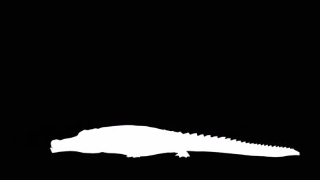 A-crocodile-attack-on-black-background-with-alpha-channel-included-at-the-end-of-the-video,-3D-animation,-side-view,-animated-animals,-seamless-loop-animation
