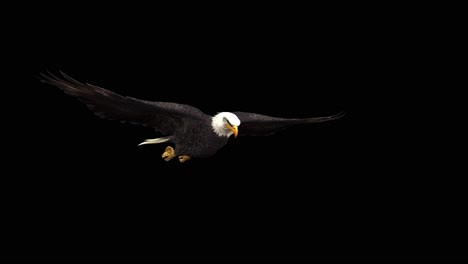 An-american-bald-eagle-fly-glide-on-black-background-with-alpha-channel-included-at-the-end-of-the-video,-3D-animation,-perspective-view,-animated-animals,-seamless-loop-animation