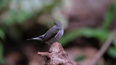 Seen-on-top-of-a-log-looking-to-the-backside-and-to-the-right,-Red-throated-Flycatcher-Ficedula-albicilla,-Thailand