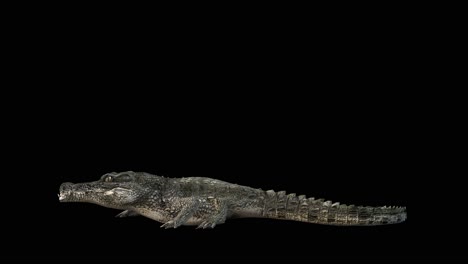 A-crocodile-walk-on-black-background-with-alpha-channel-included-at-the-end-of-the-video,-3D-animation,-side-view,-animated-animals,-seamless-loop-animation