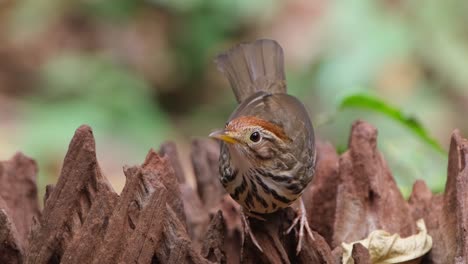 Camera-zooms-out-as-this-bird-looks-around,-Puff-throated-Babbler-or-Spotted-Babbler-Pellorneum-ruficeps,-Thailand