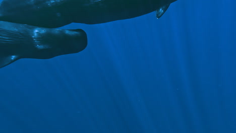Unterwasseransicht-Eines-Buckelwals,-Der-Ganz-Nah-An-Der-Kamera-Schwimmt-Und-Mit-Brustflosse-Und-Schwanz-Wedelt,-Während-Er-Im-Urlaub-Mit-Walen-Schwimmt