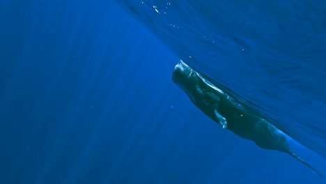 Underwater-shot-of-giant-whale-swimming-very-close-to-the-camera,-swimming-with-whales-on-vacation-on-Mauricio