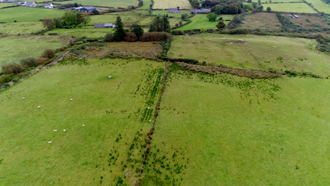 Slow-moving-drone-shot-over-a-lush-green-field-with-sheep-grazing-in-Donegal,-Ireland