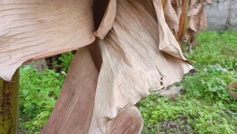 close-up-of-drying-banana-leaves