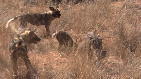 Ein-Rudel-Afrikanischer-Wildhunde-Versucht,-Ein-Warzenschwein-Zu-Jagen-Und-Zu-Töten