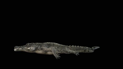 A-crocodile-swim-on-black-background-with-alpha-channel-included-at-the-end-of-the-video,-3D-animation,-side-view,-animated-animals,-seamless-loop-animation