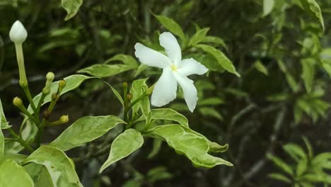 close-up-of-white-flowers-and-green-leaves