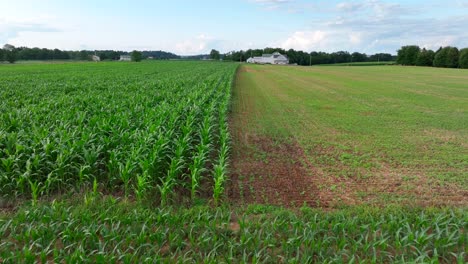 Corn-fields-in-rural-USA