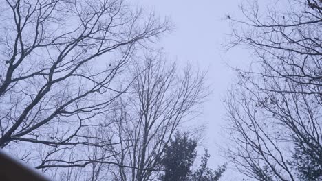 Kahle-Bäume-Im-Tiefsten-Winter-Während-Eines-Gewitters