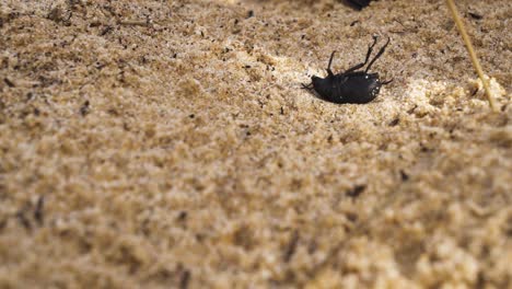 Black-beetle-bug-struggles-to-roll-over-on-sandy-surface,-close-up-view
